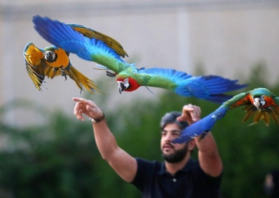 【今日の1枚】まるで鷹匠、コンゴウインコを放す愛鳥家