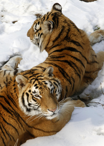 雪の上に寝そべるシベリアトラ