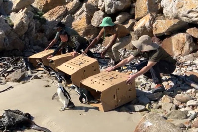 【京都水族館】4月25日「世界ペンギンの日」記念<br />ケープペンギンの生息地視察報告トークセッション開催