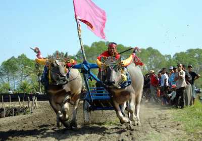 水牛が疾走、バリ島の伝統レース「ムカプン」