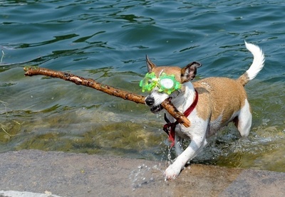 水泳ゴーグルもばっちり！水遊びを楽しむ犬 ドイツ