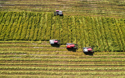 中国の交雑水稲 単位生産量の記録更新が続き 商業化も加速
