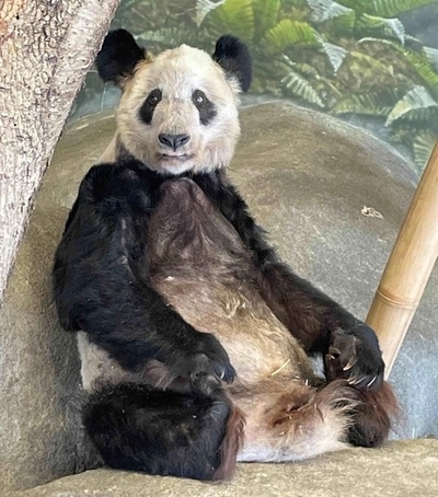 中国のパンダ専門家が米メンフィス動物園に到着 ヤーヤーを連れて帰国へ