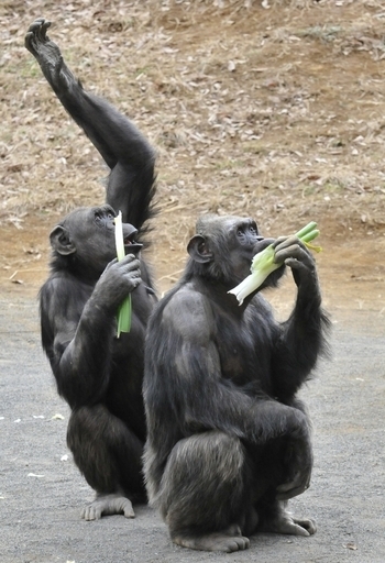 動物園のチンパンジーも将来に備える？来園者に投げる石を準備 スウェーデン研究