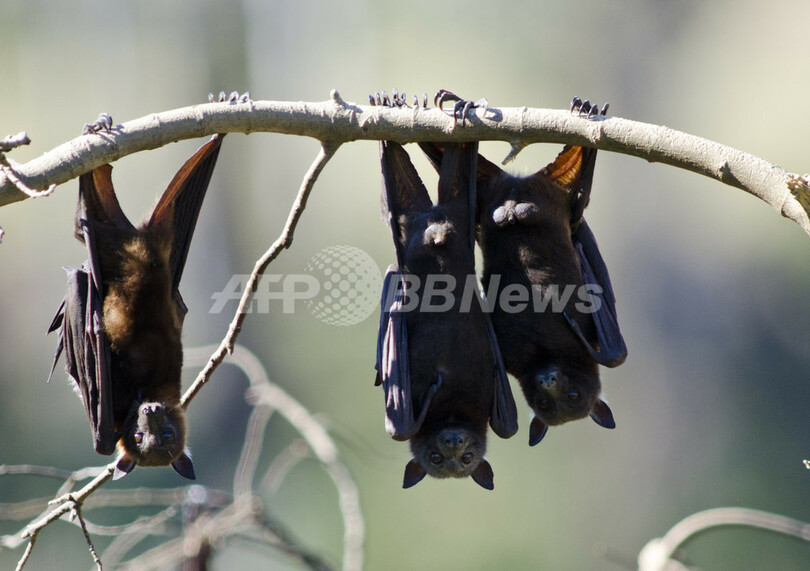 アフリカのコウモリが運ぶウイルス2種に 人への感染リスク 写真1枚 国際ニュース Afpbb News