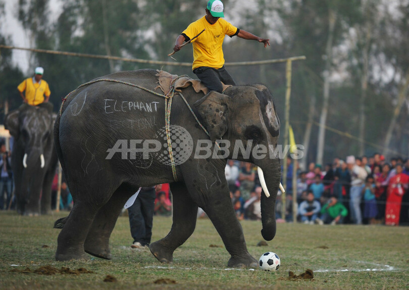 鼻先でゴール決めるぞ！ゾウの祭典でサッカー大会 ネパール
