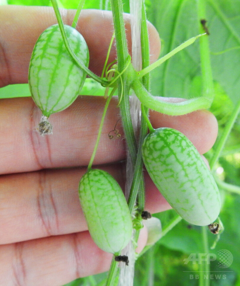 どうやって食べる？ 新鮮な「親指スイカ」の季節