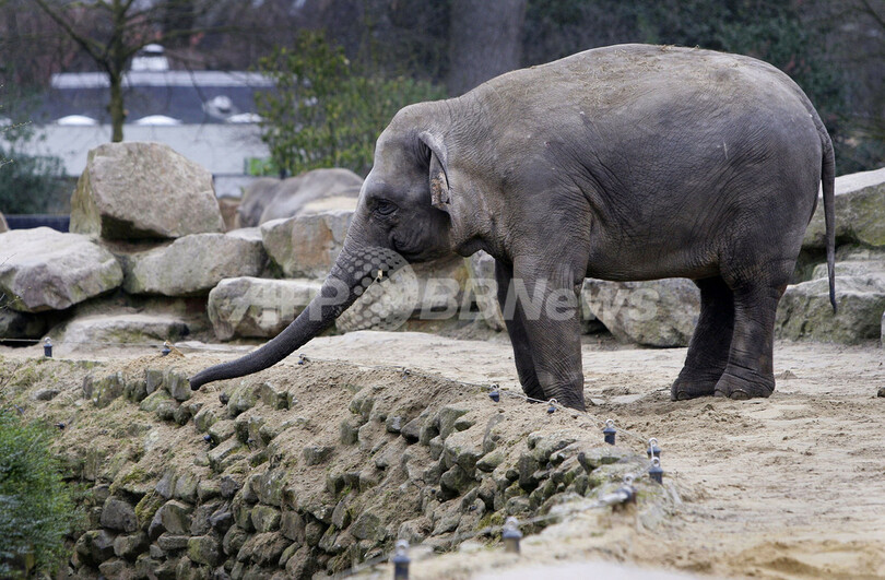 オランダの動物園で仁義なき権力闘争 ゾウ4頭の引き取り先を探す 写真2枚 国際ニュース Afpbb News