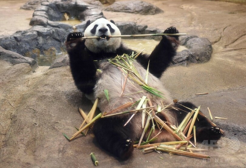 展示中止前日 シンシン 一目見ようと大勢の来場者 上野動物園 写真14枚 国際ニュース Afpbb News
