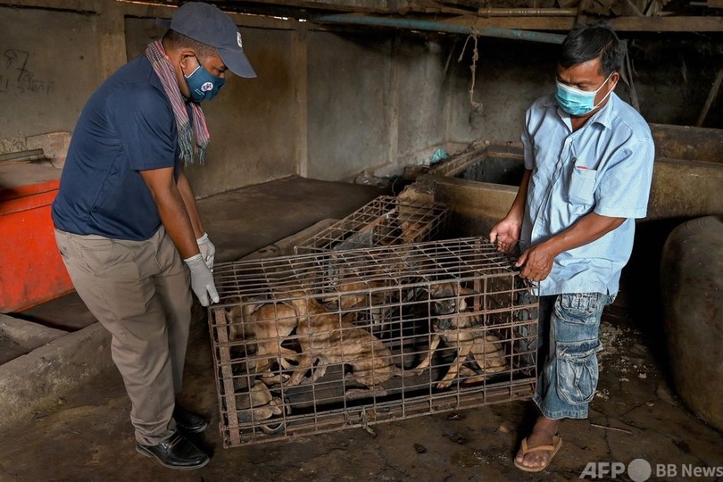 犬の食肉処理場を閉鎖 25年で100万匹超を処理 カンボジア 写真10枚 国際ニュース Afpbb News