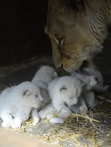 ホワイトライオンの赤ちゃんデビュー、仏動物園 写真7枚 国際ニュース