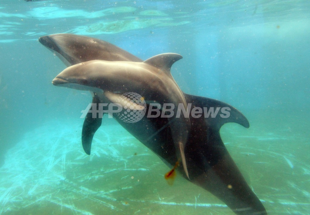 カマイルカの赤ちゃんが誕生 八景島シーパラダイス 写真4枚 国際ニュース Afpbb News