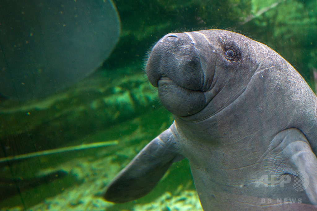 フランスの動物園でマナティーが溺死 フランスの動物園でマナティーが溺死