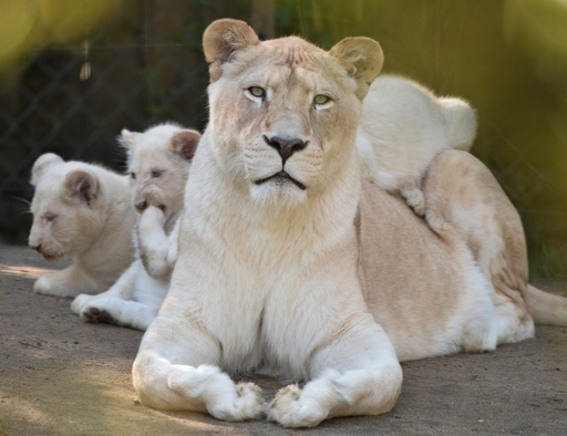 ほのぼのホワイトライオン一家、仏動物園 写真20枚 国際ニュース