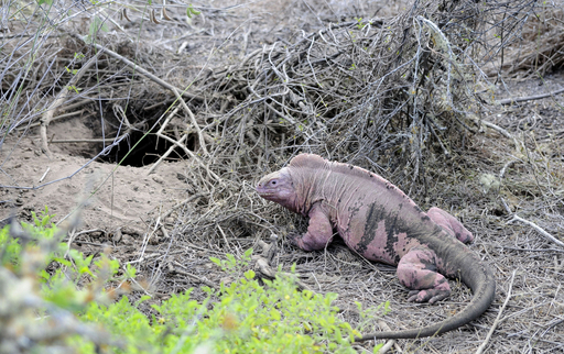 ピンクイグアナ★ ガラパゴス諸島でピンクの新種イグアナ発見される 写真3枚 国際