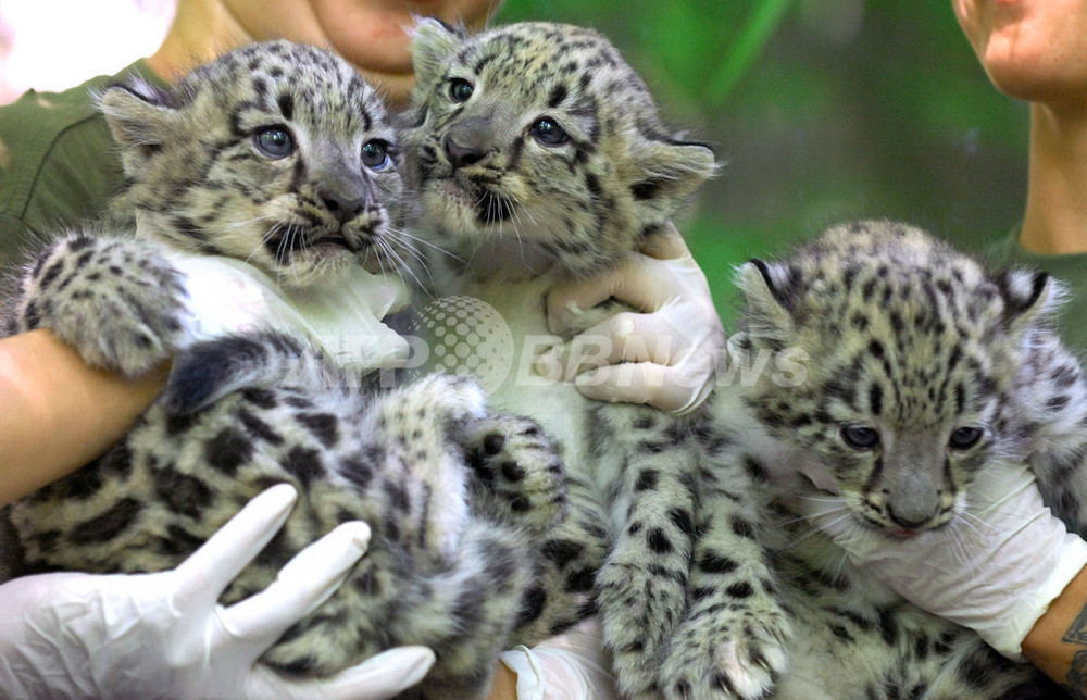 ユキヒョウの赤ちゃん3匹、もうすぐ一般公開 ハンガリー 写真4枚 国際
