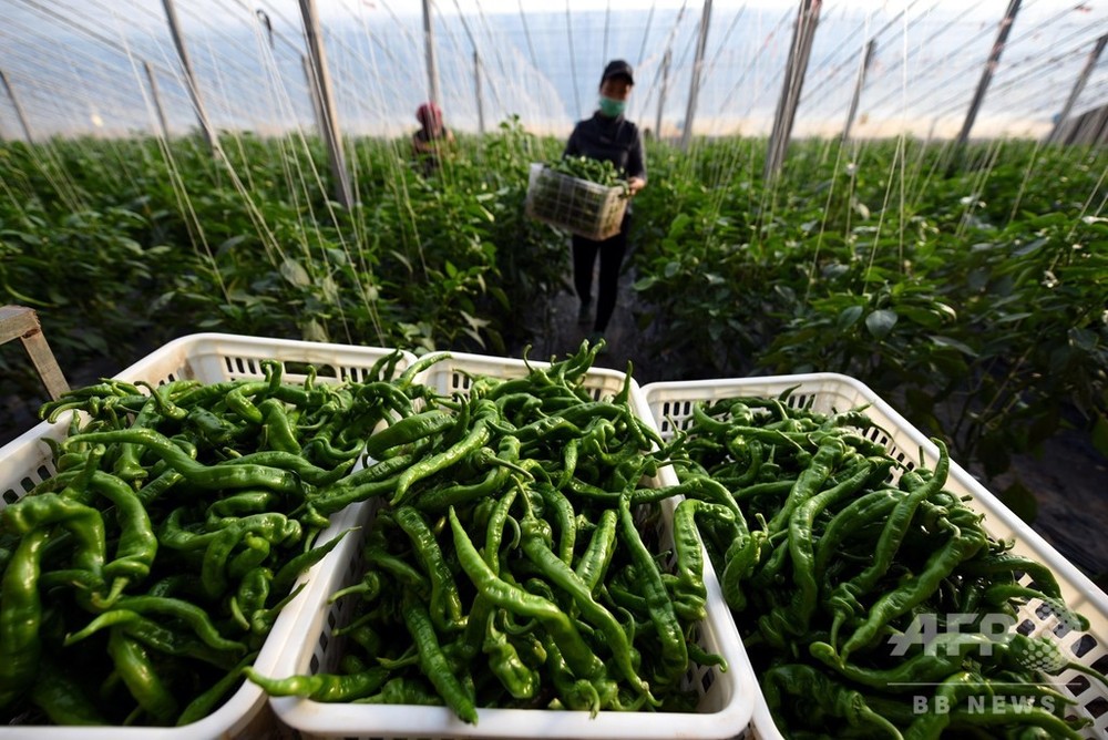 中国で唐辛子価格が値上がり 一部品種は前年比80 上昇 写真1枚 国際ニュース Afpbb News