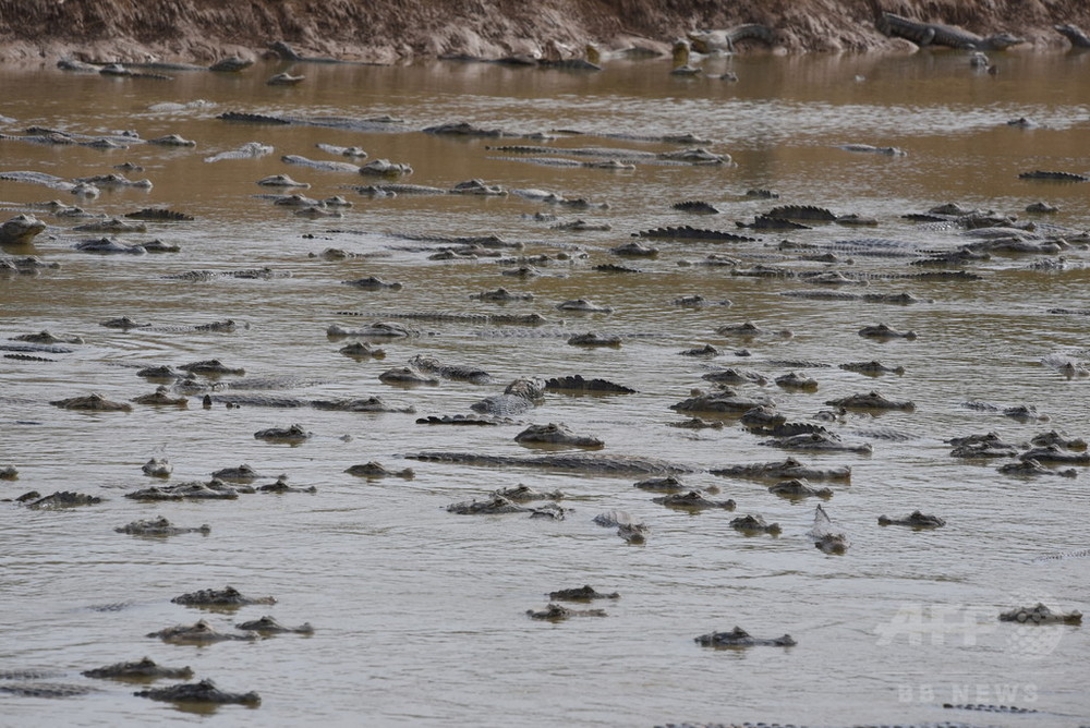 干ばつで河川が渇水、数千匹のワニが危機に パラグアイ 写真14枚 国際ニュース:AFPBB News