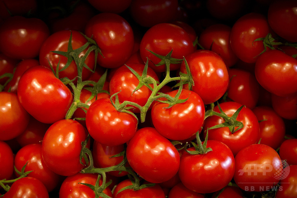 連続光への耐性遺伝子でトマトの収穫2割増 オランダ研究 写真1枚 国際ニュース Afpbb News