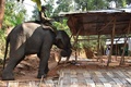 インド北東部アッサム州グワハティの動物保護区で、ゾウを使って違法建築物を解体する州の森林当局者（2017年11月27日撮影）。(c)AFP/Biju BORO