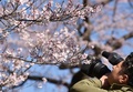 一般公開されている皇居・乾通りの桜を撮影するテレビ局のカメラマン（2016年3月25日撮影）。(c)AFP/KAZUHIRO NOGI