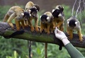 餌を待つボリビアリスザル。台湾の台北市立動物園で（2020年9月16日撮影）。(c)SAM YEH / AFP