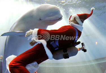 イルカもペンギンもメリークリスマス！八景島シーパラダイス 写真10枚