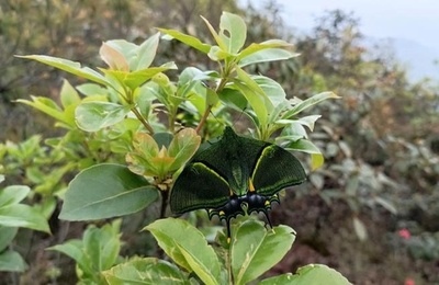オウゴンテングアゲハを初めて撮影 中国江西省九連山