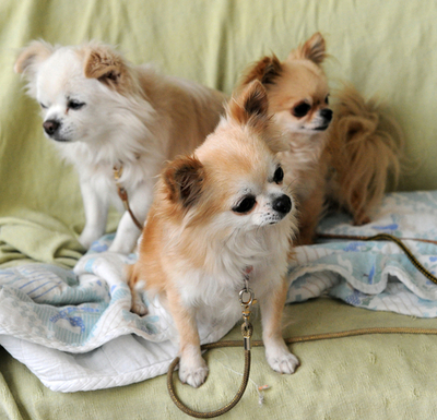 急げ、被災ペットと飼い主の救援 「ぼくたちも懸命に生きてます」