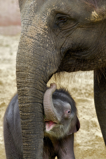 「初めまして！」 2頭の子ゾウが初お披露目、独ハノーバー