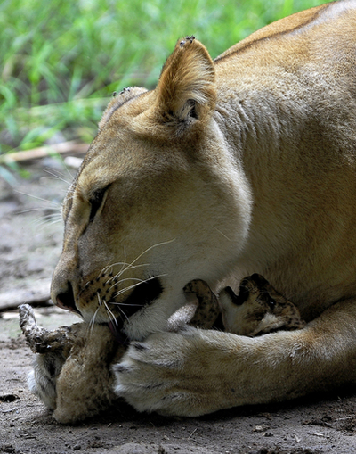 愛情たっぷり、娘の世話する母ライオン コロンビア