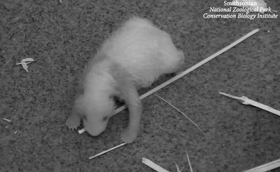 雄の赤ちゃんパンダ、順調に成長 米スミソニアン動物園