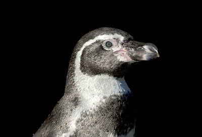 ペンギンが長雨でストレス？餌に抗うつ剤 英水族館
