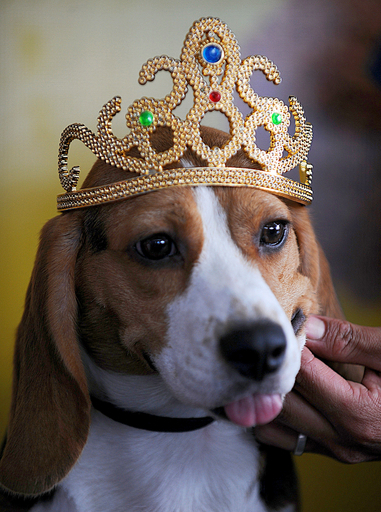 目指せ美犬ナンバーワン! イヌ版ミス・コスタリカ大会