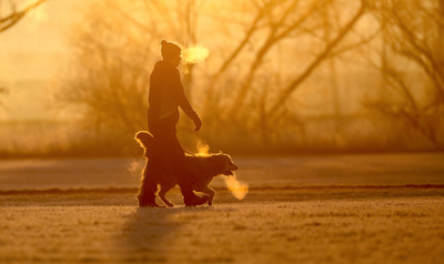 ノルウェーで犬に謎の病気、推計200匹発症か 25匹死ぬ