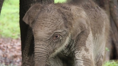 動画:絶滅危機のスマトラゾウ、赤ちゃん誕生 インドネシア