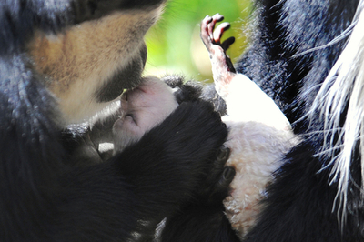 黒と白のコントラストが見事なクロシロコロブスの赤ちゃん、 オーストラリア