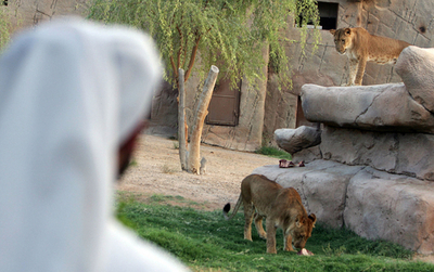 UAEの動物園、アンテロープと鹿が主役