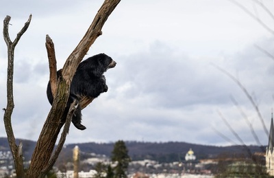【今日の1枚】木の上で何思う、望郷か脱走か？ オーストリア