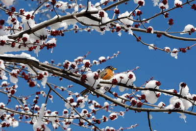 つらい環境ほど、鳴き鳥は歌上手に 米加研究