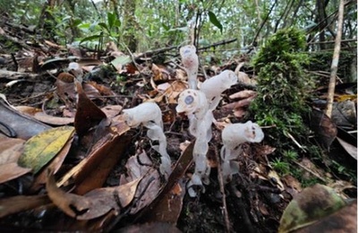 「冥界の花」ギンリョウソウモドキを発見 中国・広西