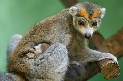 ふかふかの「ベッド」でぐっすり、キツネザルの赤ちゃん