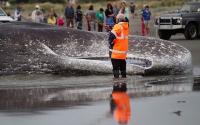 体長15メートルのマッコウクジラ死骸、NZ海岸に漂着