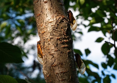 221年に一度の周期ゼミ大発生、米東部で羽化開始 推定1兆匹に
