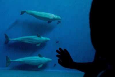 10分でクジラ肉見分ける「リトマス紙」、台湾が導入