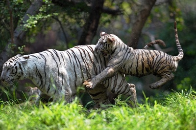 生後6か月のホワイトタイガー、インド