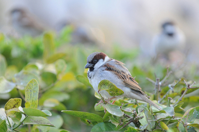 木の枝にとまるイエスズメ、インド・アーメダバード