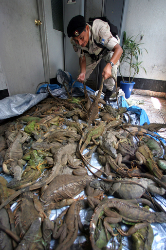 イグアナ約400匹が詰め込まれたバスを警察が検挙 - グアテマラ