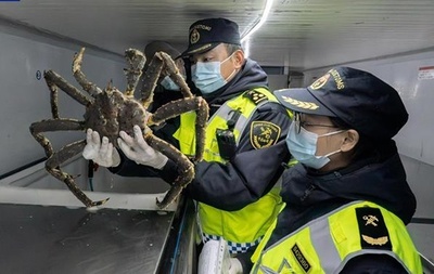 中国新疆ウイグル自治区 2025年の生タラバガニ輸入額が約22億円に