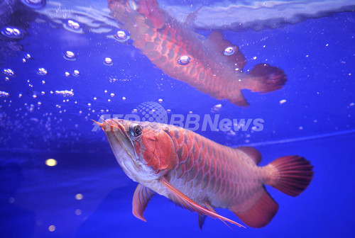 赤い竜に似た希少淡水魚 アロワナ アジアで人気沸騰 写真6枚 ファッション ニュースならmode Press Powered By Afpbb News